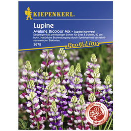 Lupine, Lupinus hartwegii, Samen, Blüte: mehrfarbig