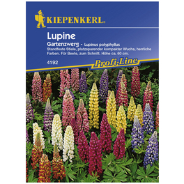 Lupine, Lupinus polyphyllus, Samen, Blüte: mehrfarbig