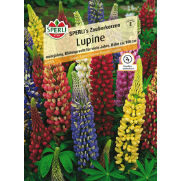 Lupinen »SPERLI's Zauberkerzen«, mehrjährig, prächtige Blütenstände, Höhe ca. 100 cm