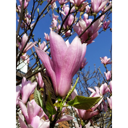 Magnolie, Magnolia soulangiana »Heaven Scent«, Blätter: grün, Blüten: hellrosa