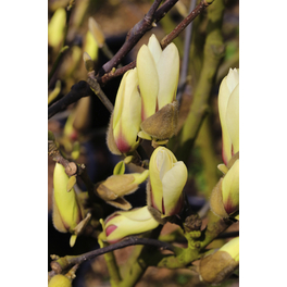 Magnolie, Magnolia soulangiana »Sunsation«, Blätter: grün, Blüten: rot/gelb