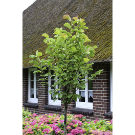 Magnolie, Magnolia sprengeri »Galaxy«, Blätter: grün, Blüten: rosarot