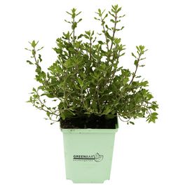 Majoran 3er Set, Origanum Majorana, im Topf Majoran 3er Set, Origanum Majorana, im Topf