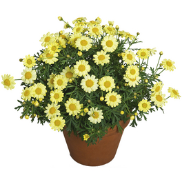 Margerite, Argyranthemum frutescens, Blüte: Gelb
