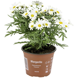 Margerite, Argyranthemum frutescens, Blüte: weiß