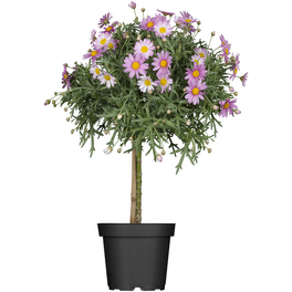 Margerite, Argyranthemum frutescens, Blütenfarbe: gemischt