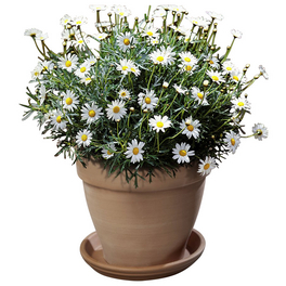 Margerite, Argyranthemum frutescens, Blütenfarbe: weiß