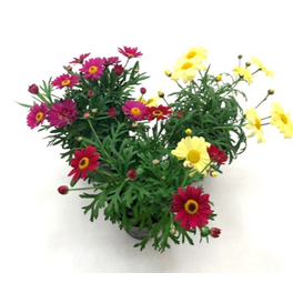 Margerite, Argyranthemum frutescens, Blütenfarbe: weiß