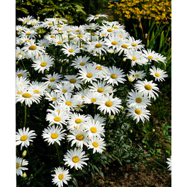 Margerite, Chrysanthemum maximum, Höhe: 25 - 45 cm, Blütenfarbe: weiß
