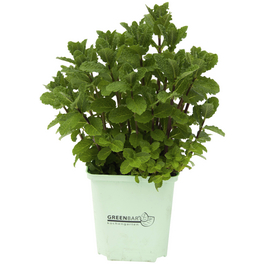 Minze 3er Set, Mentha Spicata, im Topf Minze 3er Set, Mentha Spicata, im Topf