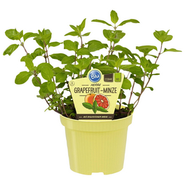 Minze Grapefruit, Mentha Piperita, aktuelle Pflanzenhöhe ca.: 25 cm, im Topf