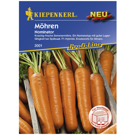 Möhre carota Daucus