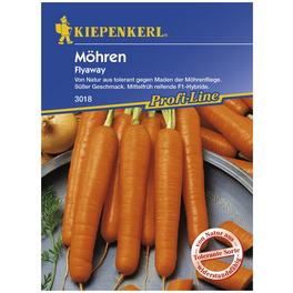 Möhre carota ssp. Sativus Daucus