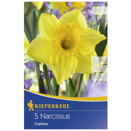 Narzisse pseudonarcissus Narcissus