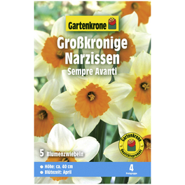 Narzisse pseudonarcissus Narcissus »Sempre Avanti«
