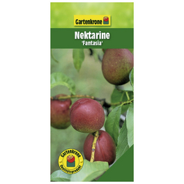 Nektarine, Prunus persica var. Nucipersica »Fantasia«, Früchte: süß