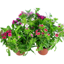 Nelke, Dianthus barbatus, Blüte: gemischt, einfach