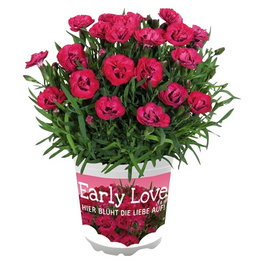 Nelke, Dianthus caryophyllus »Early Love«, Blüte: rot, einfach