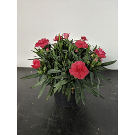 Nelke, Dianthus caryophyllus »Oscar«, Blüte: gemischt, einfach
