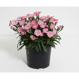 Nelke, Dianthus caryophyllus »Peach Party«, Blüte: lachsfarben, einfach