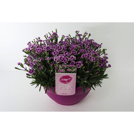 Nelke, Dianthus caryophyllus »Pink Kisses«, Blüte: zweifarbig, einfach