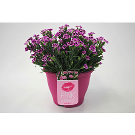 Nelke, Dianthus caryophyllus »Pink Kisses«, Blüte: zweifarbig, einfach