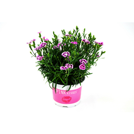 Nelke, Dianthus caryophyllus »Pink Kisses«, Blüte: zweifarbig, einfach