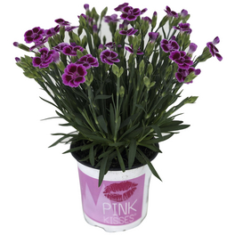 Nelke, Dianthus caryophyllus »Pink Kisses«, Blüte: zweifarbig, einfach