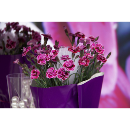 Nelke, Dianthus caryophyllus »Purple Wedding«, Blüte: violett, einfach