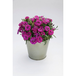Nelke, Dianthus caryophyllus »Purple Wedding«, Blüte: violett, einfach