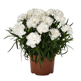 Nelke, Dianthus Hybriden »Menorca«, Blüte: gemischt, einfach