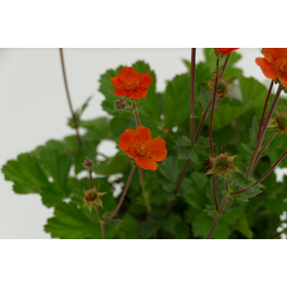 Nelkenwurz »Geum Cooky«, orange, winterhart
