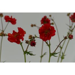 Nelkenwurz »Geum Scarlett«, rot, winterhart