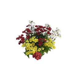 Nemesia, Nemesia Hybriden »Sunsetia Trio«, Blüte: dreifarbig, einfach