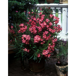 Oleander, Nerium oleander, Blüte: Farbmix