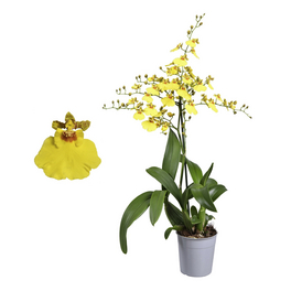 Oncidie, Oncidium hybriden »Sweet Sugar«, Blüte: gelb