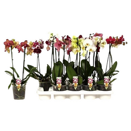 Orchidee, Phalaenopsis hybriden, Blüte: gemischt
