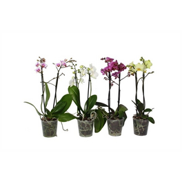 Orchidee, Phalaenopsis hybriden, Blüte: gemischt