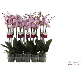 Orchidee, Phalaenopsis hybriden »Chengdu«, Blüte: rosa