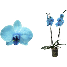 Orchidee, Phalaenopsis hybriden »Royal Blue Lagoon«, Blüte: zweifarbig