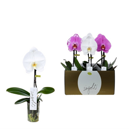 Orchidee, Phalaenopsis hybriden »Singolo«, Blüte: gemischt