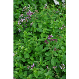 Oregano, Origanum vulgare, aktuelle Pflanzenhöhe ca.: 40 cm, im Topf