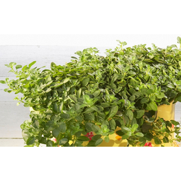 Oregano scharf, Origanum vulgare »Diabolo«, aktuelle Pflanzenhöhe ca.: 15 cm, im Topf