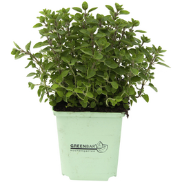 Origanum 3er Set, Origanum Dost, im Topf Origanum 3er Set, Origanum Dost, im Topf