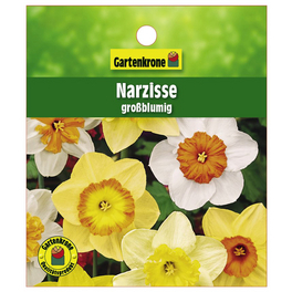 Osterglocke, Narcissus hybriden, Blütenfarbe: gelb