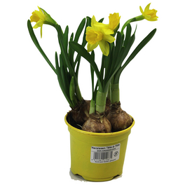 Osterglocke, Narcissus hybriden »Tete a Tete«, Blütenfarbe: gelb