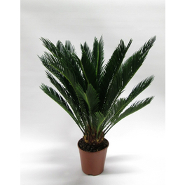 Palmfarn, Cycas revoluta, bis max. 60 cm