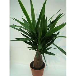 Palmlilie, Yucca elephantipes »Tres Canas«, bis max. 90 cm