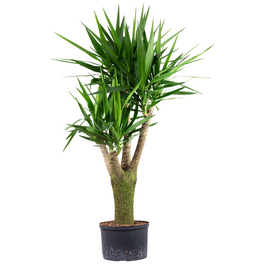 Palmlilie Yucca, Hydrokultur, Topf-Ø: 28 cm