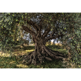 Papiertapete »Olive Tree«, Breite: 368 cm, inkl. Kleister